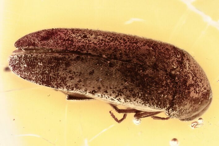 Fossil False Darkling Beetle (Melandryidae) in Baltic Amber #330633